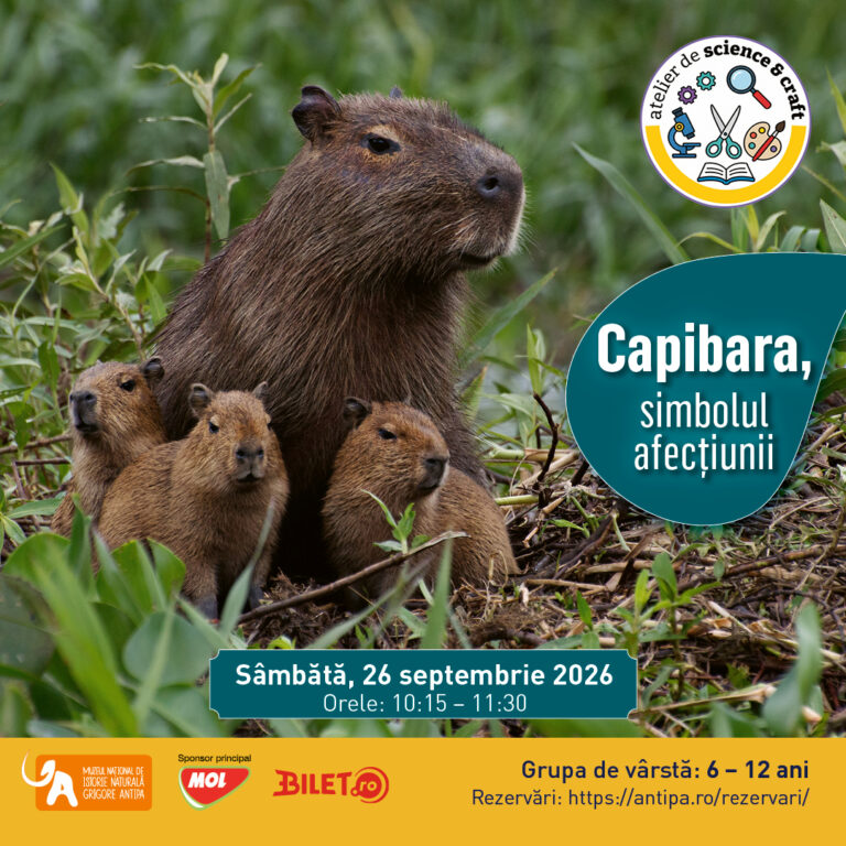 Capibara, simbolul afecțiunii