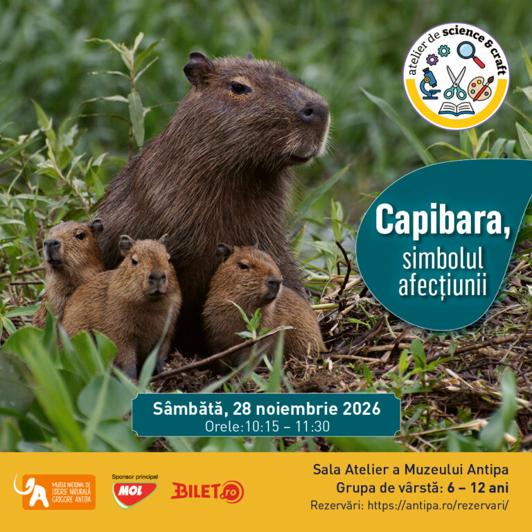 Capibara, simbolul afecțiunii